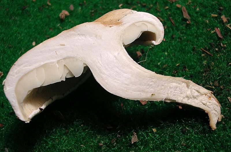 Leucopaxillus alboalutaceus (F.H. Mller & Jul. Schff.) Ml